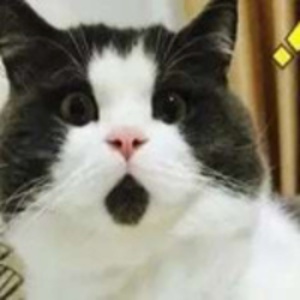 爱吃橘子的猫的头像
