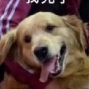 灰的头像