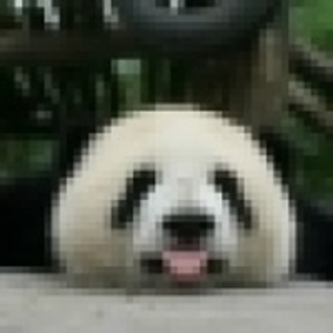 noFaula的头像