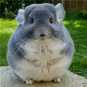 -hahuyu-的头像